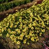 Coreopsis X Electric Sunshine Tickseed