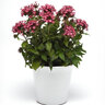 Pentas Lanceolata Glitterati Red Star Egyptian Star Flower
