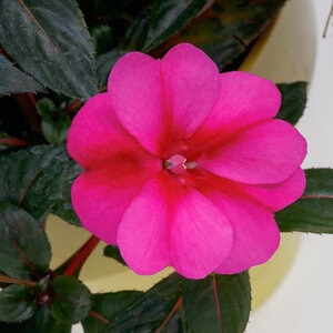 Impatiens X Hybrida SunPatiens Compact Purple Candy New Guinea Impatiens