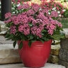 Pentas Lanceolata Glitterati Red Star Egyptian Star Flower