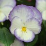 Viola Cornuta Celestial Blue Moon Horned Violet