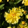 Coreopsis Auriculata Leading Lady Charlize Tickseed