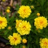 Coreopsis Auriculata Leading Lady Charlize Tickseed