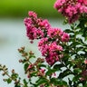 Lagerstroemia Indica Queens Lace Crape Myrtle