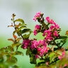 Lagerstroemia Indica Queens Lace Crape Myrtle