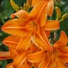 Hemerocallis X Burning Daylight Daylily