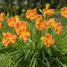 Hemerocallis X EveryDaylily Bronze Daylily