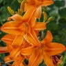 Hemerocallis X Burning Daylight Daylily