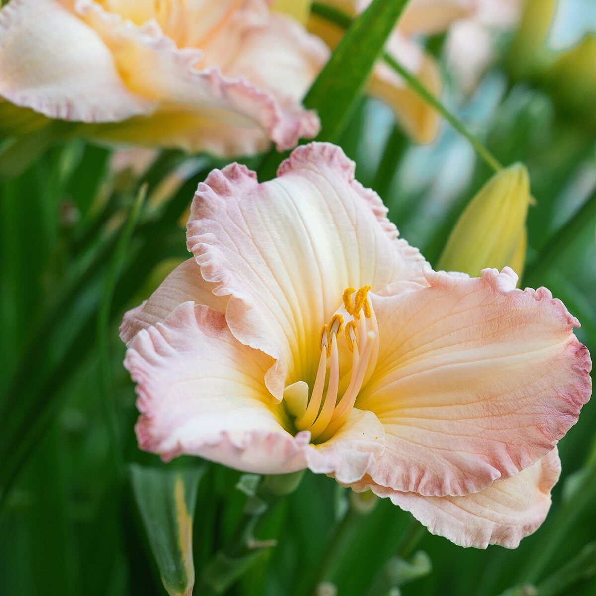 Hemerocallis X Frosted Vintage Ruffles Daylily | SiteOne