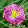 Hemerocallis X Lavender Blue Baby Daylily