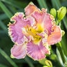 Hemerocallis X Lavender Tutu Daylily