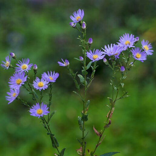 Symphyotrichum Laeve Smooth Aster