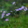 Symphyotrichum Laeve Smooth Aster