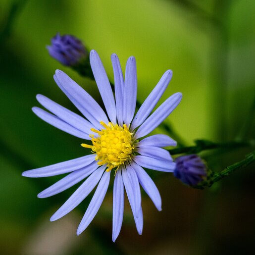 Symphyotrichum Laeve Smooth Aster