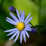 Symphyotrichum Laeve Smooth Aster