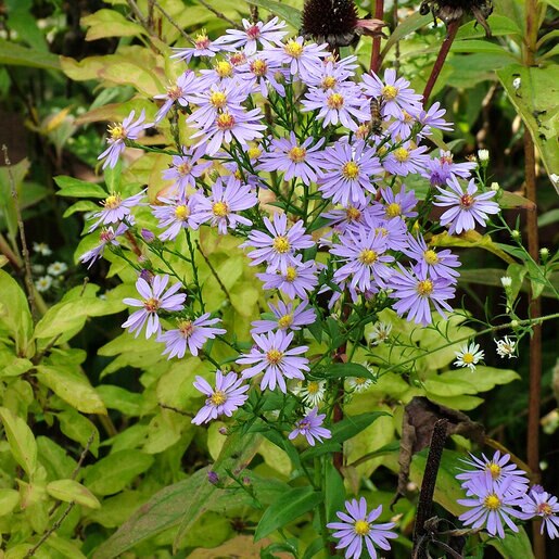 Symphyotrichum Laeve Smooth Aster