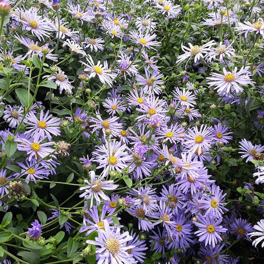 Symphyotrichum Laeve Smooth Aster