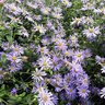 Symphyotrichum Laeve Smooth Aster