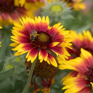 Gaillardia Aristata Blanket Flower