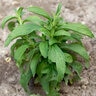 Stevia Rebaudiana Sweetleaf