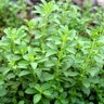 Stevia Rebaudiana Sweetleaf