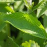 Stevia Rebaudiana Sweetleaf