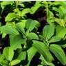 Stevia Rebaudiana Sweetleaf
