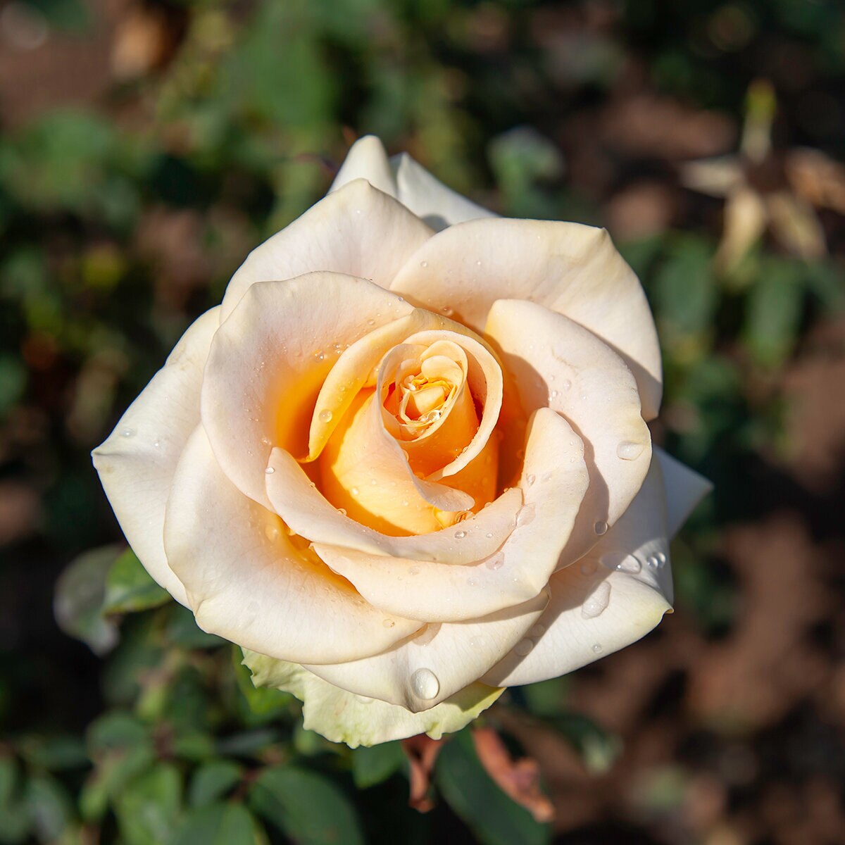 Rosa X Marilyn Monroe Hybrid Tea Rose | SiteOne US