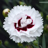 Dianthus X Scent First Coconut Surprise Pinks