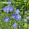 Linum Lewisii Blue Prairie Flax
