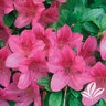 Rhododendron Satsuki Osakazuki Pink Azalea