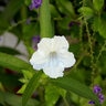 Ruellia Brittoniana Katies White (White Ruffles) Mexican Petunia