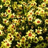 Coreopsis X Electric Sunshine Tickseed