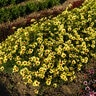 Coreopsis X Electric Sunshine Tickseed