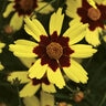 Coreopsis X Electric Sunshine Tickseed