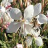 Gaura Lindheimeri Walberton's Silver Fountain Gaura
