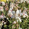 Gaura Lindheimeri Walberton's Silver Fountain Gaura