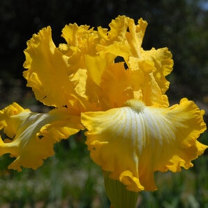 Iris Germanica Thats All Folks Tall Bearded Iris