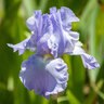 Iris Germanica Babbling Brook Tall Bearded Iris