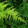 Asparagus Plumosus Plumosa Fern