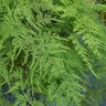 Asparagus Plumosus Plumosa Fern