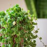 Peperomia Prostrata String of Turtles