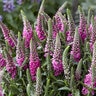Veronica Spicata Pink Candles Speedwell
