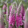 Veronica Spicata Pink Candles Speedwell
