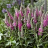Veronica Spicata Pink Candles Speedwell