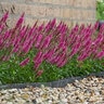 Veronica Spicata Pink Candles Speedwell
