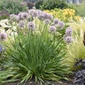 Allium X Bubble Bath Ornamental Onion