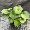 Peperomia Polybotrya Raindrop Peperomia
