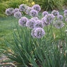 Allium X Bubble Bath Ornamental Onion