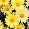 Argyranthemum Frutescens Butterfly Marguerite Daisy